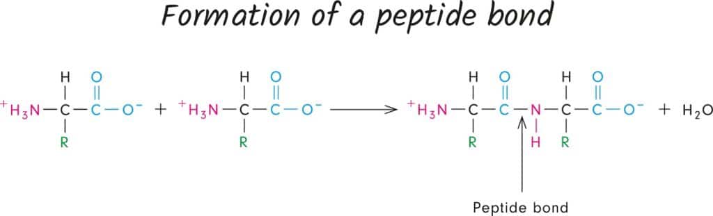 Peptide Challenge Chemical Bonds