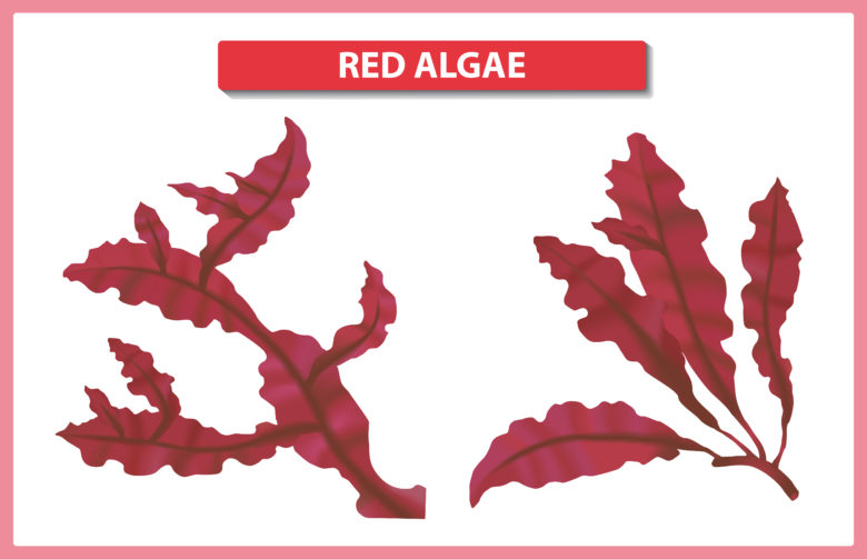 Red Algae in Skincare
